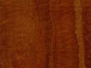 Eucalyptus